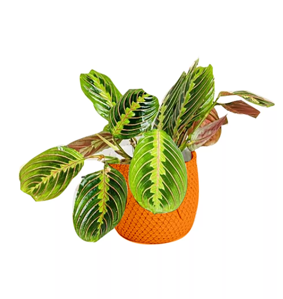 Plant Of Grace and Spirirt