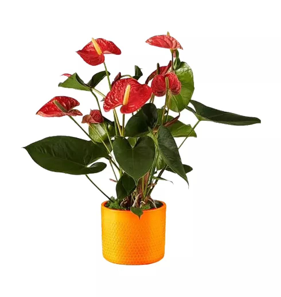 Red Anthurium A Stunning Houseplant